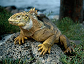 Abercrombie and Kent Galapagos tours