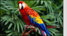 Discounted South America Cruises