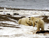 Alaskan Wildlife during an Alaska cruise
