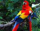 Visit the Amazon Rainforest during a South America cruise