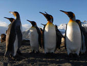 Abercrombie and Kent Antartica tours