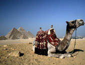 Cosmos tours in Africa