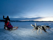 Dog Sledding on a Hurtigruten Norwegian Coastal Express Cruise
